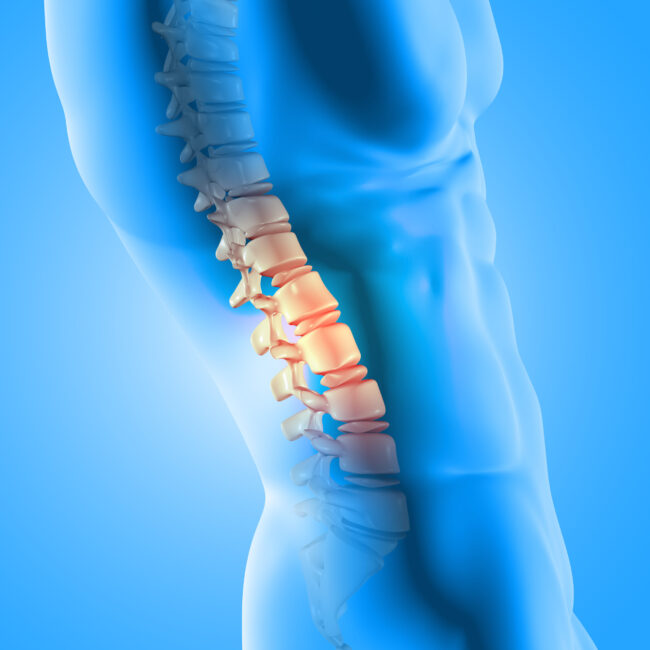 3D male medical figure with spine highlighted